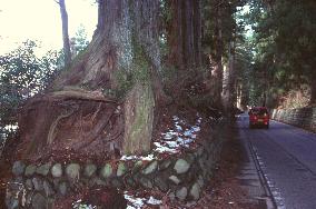 (1)World's longest tree-lined avenue in Tochigi under threat